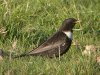 Ring Ouzel at Hadleigh Downs (Steve Arlow) (123460 bytes) Ring Ouzel at Hadleigh Downs (Steve Arlow) (123460 bytes)